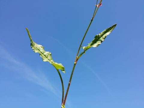 Acedera en cultivo