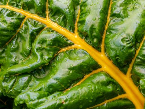 Acelga en cultivo