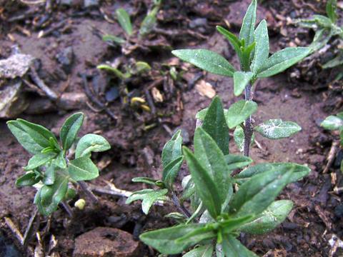 Ajedrea en cultivo
