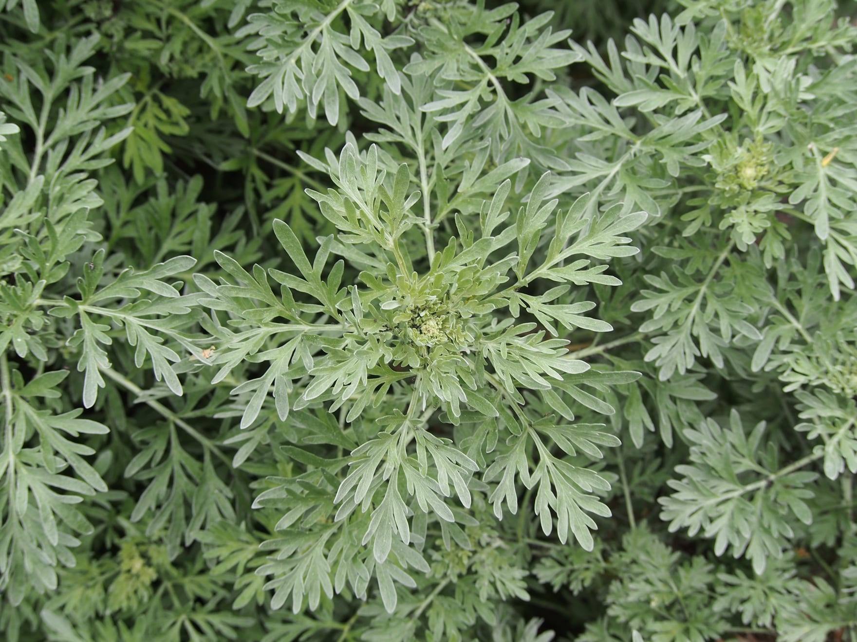 Planta de ajenjo en cultivo