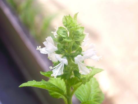 Albahaca en cultivo