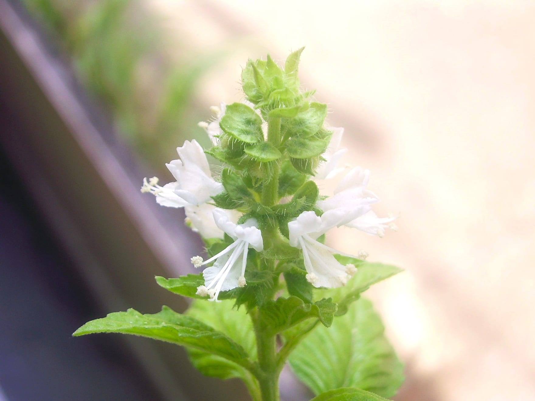 Planta de albahaca en cultivo