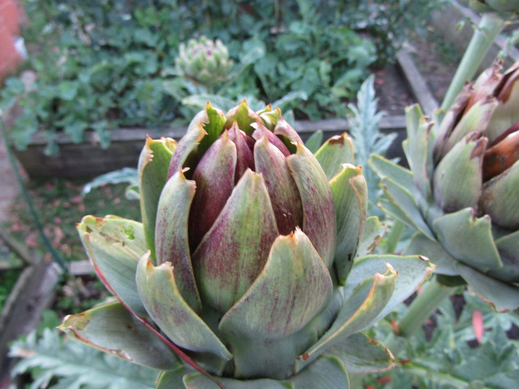 Planta de alcachofa en cultivo