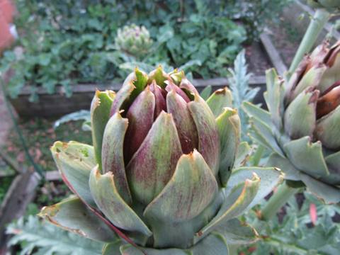Alcachofa en cultivo