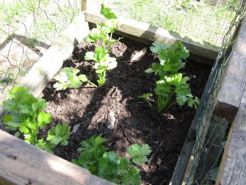Apio en cultivo