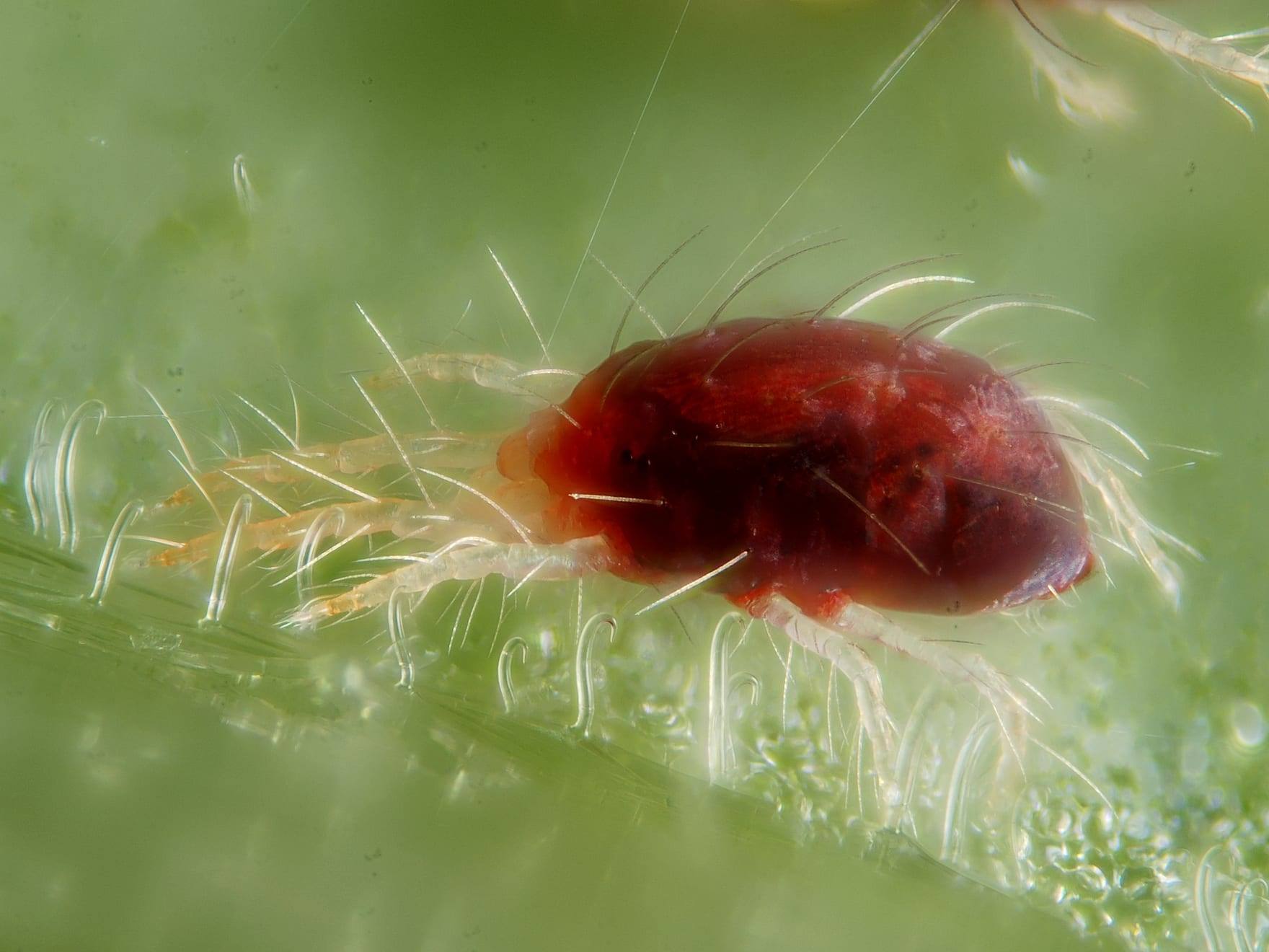 Araña roja sobre una hoja