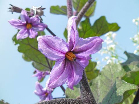 Berenjena en cultivo