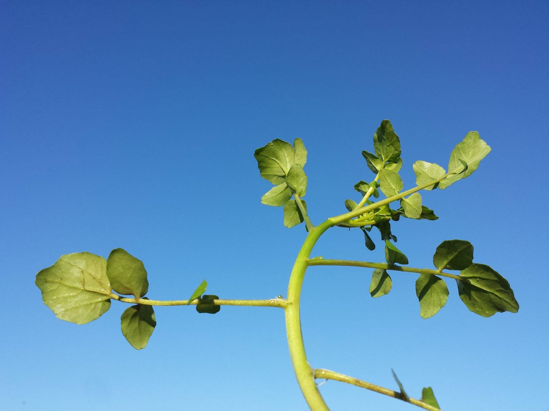 Planta de berros en cultivo
