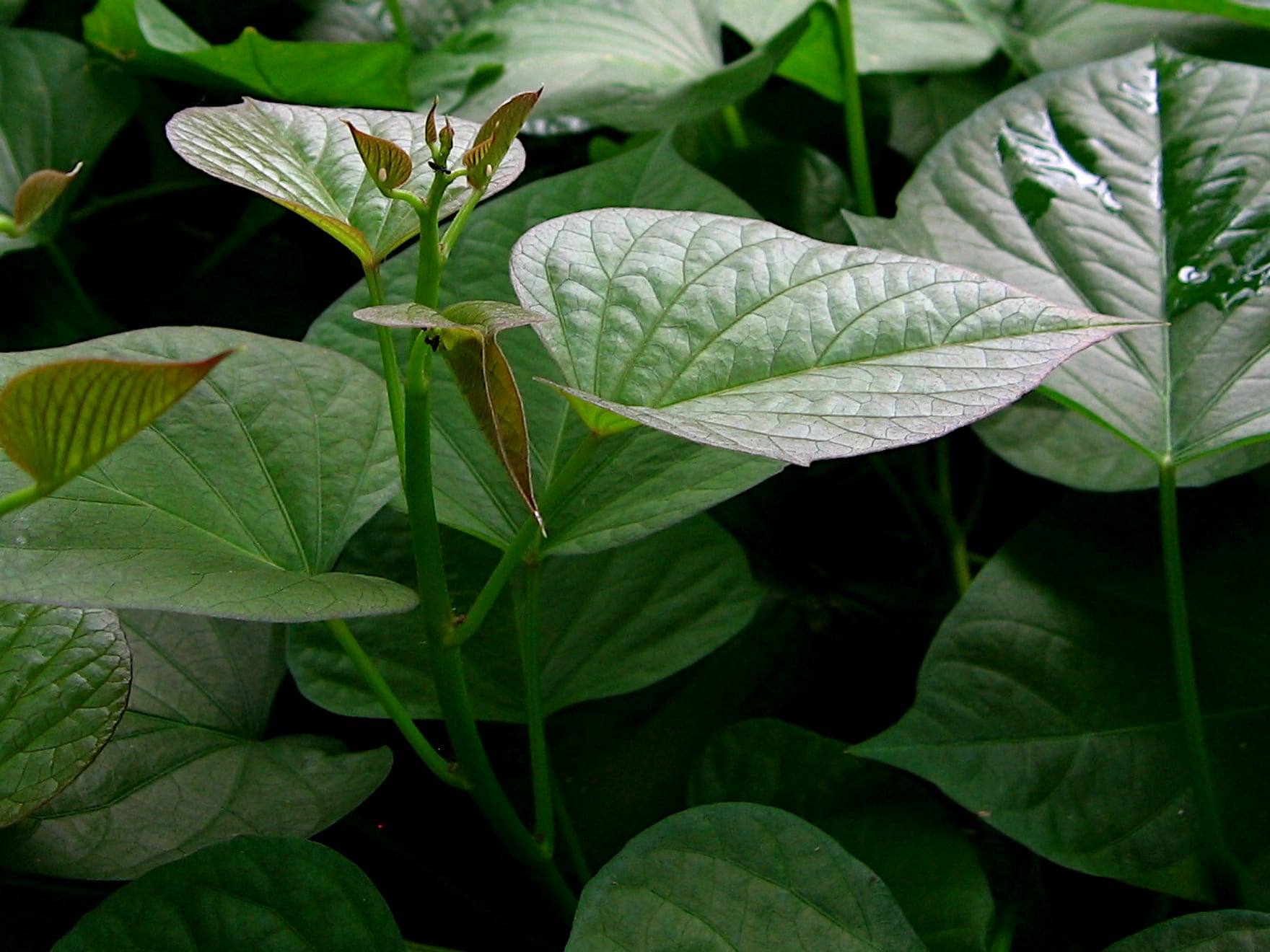 Planta de boniato en cultivo