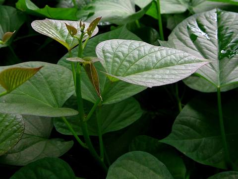 Boniato en cultivo