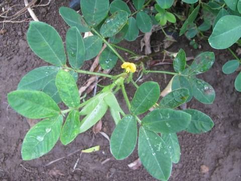 Cacahuete en cultivo