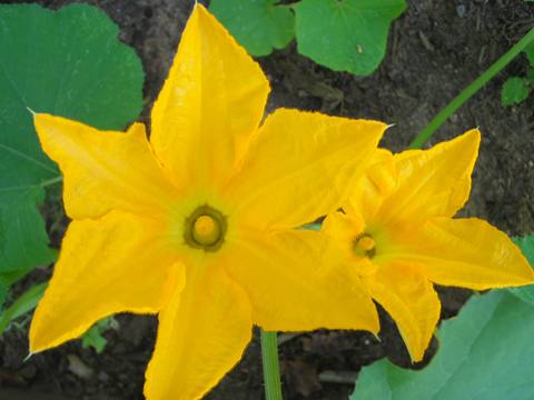 Calabacín en cultivo