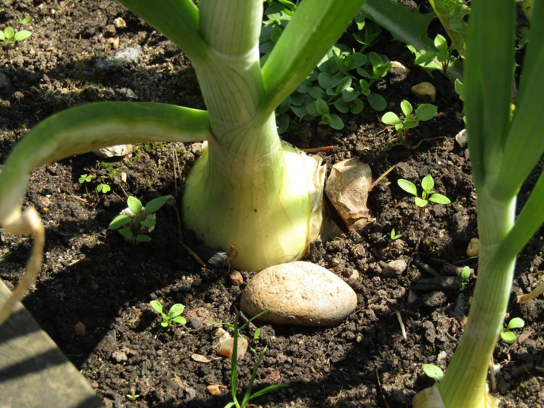 Planta de cebolla en cultivo