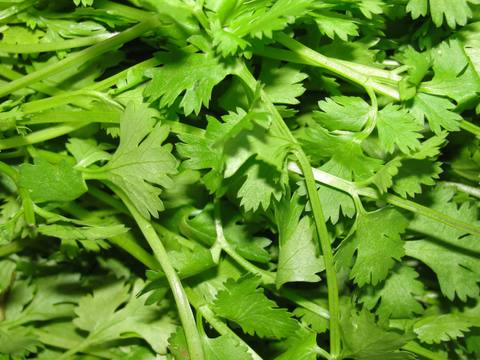 Cilantro en cultivo