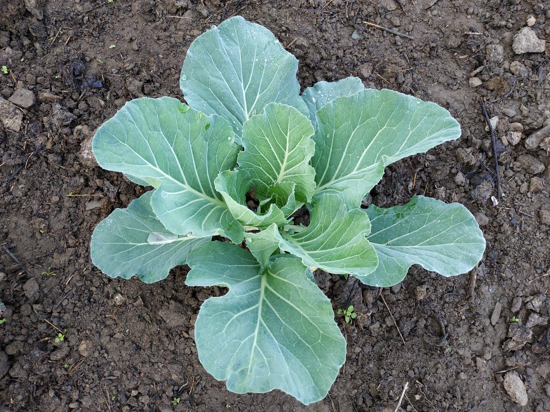 Planta de col de repollo en cultivo