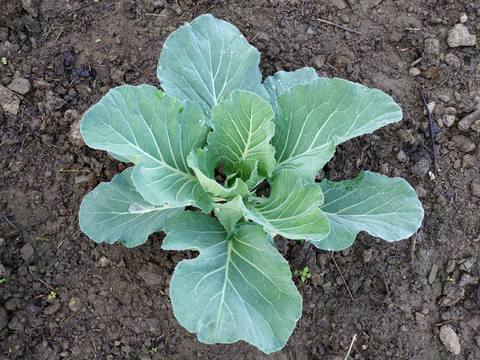 Col de repollo en cultivo