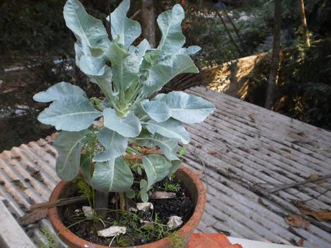 Coliflor en cultivo
