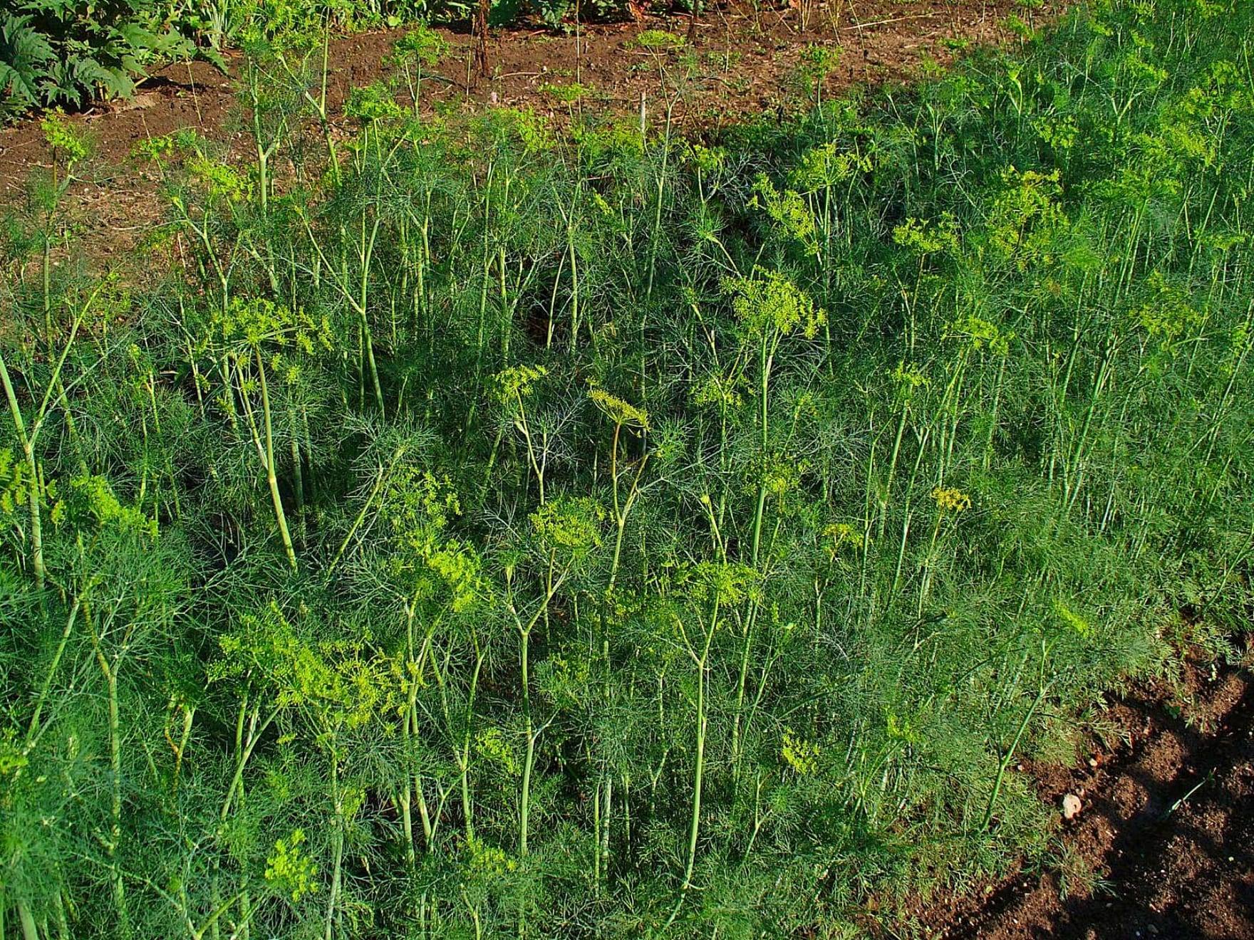 Planta de eneldo en cultivo