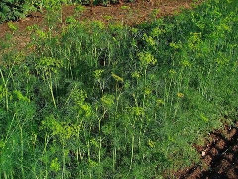 Eneldo en cultivo