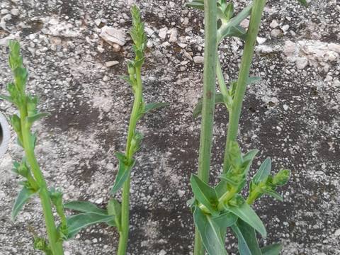 Escarola en cultivo