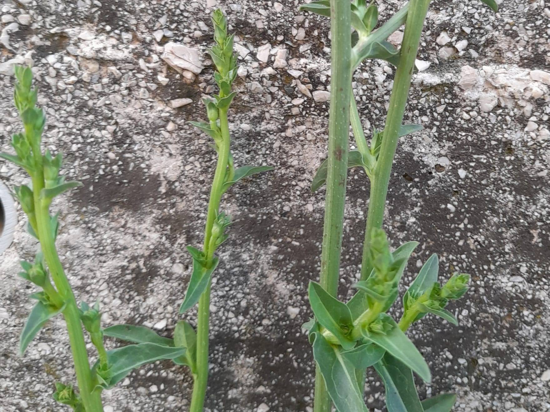 Planta de escarola en cultivo