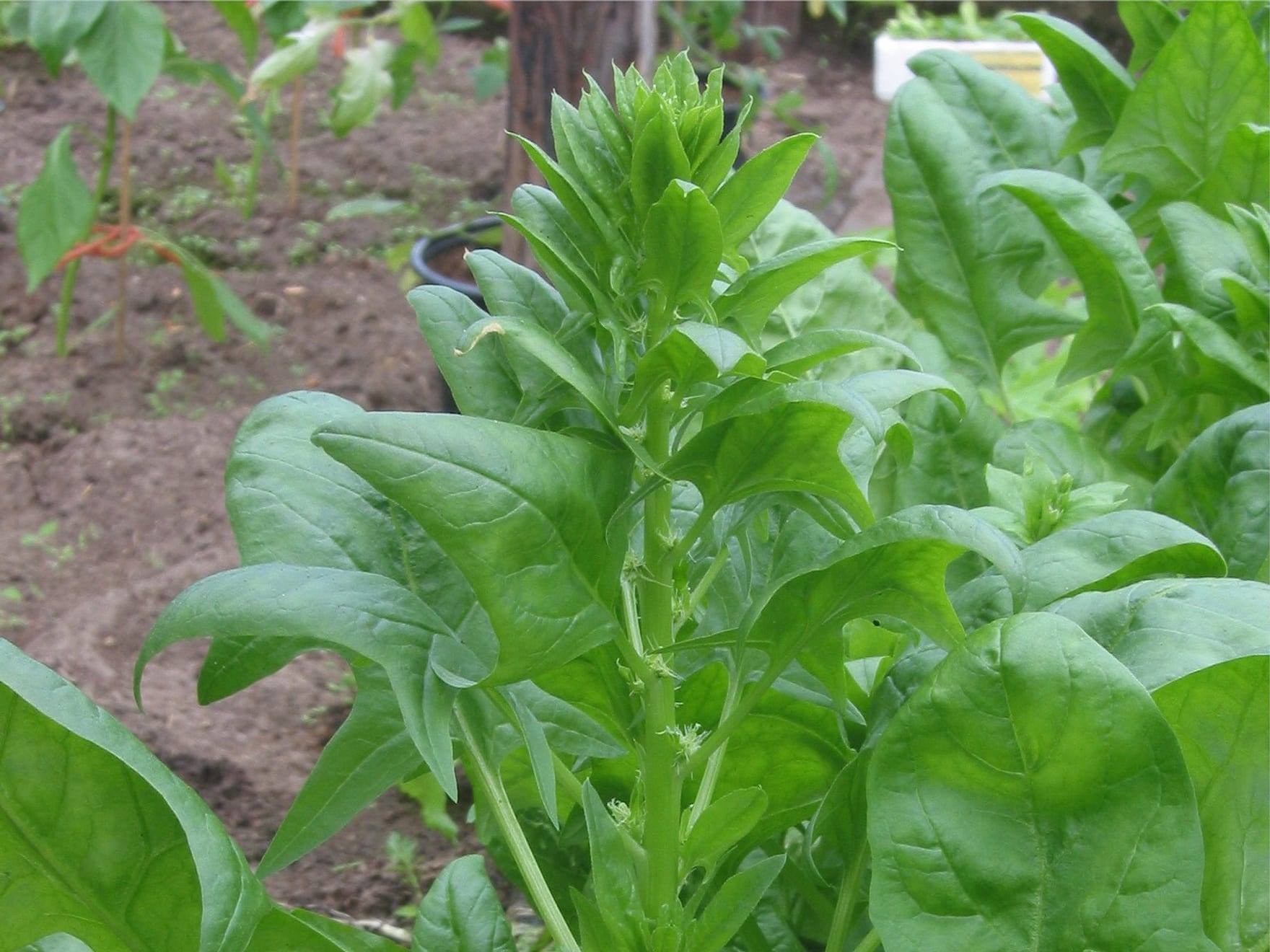Planta de espinaca en cultivo