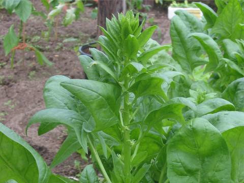 Espinaca en cultivo