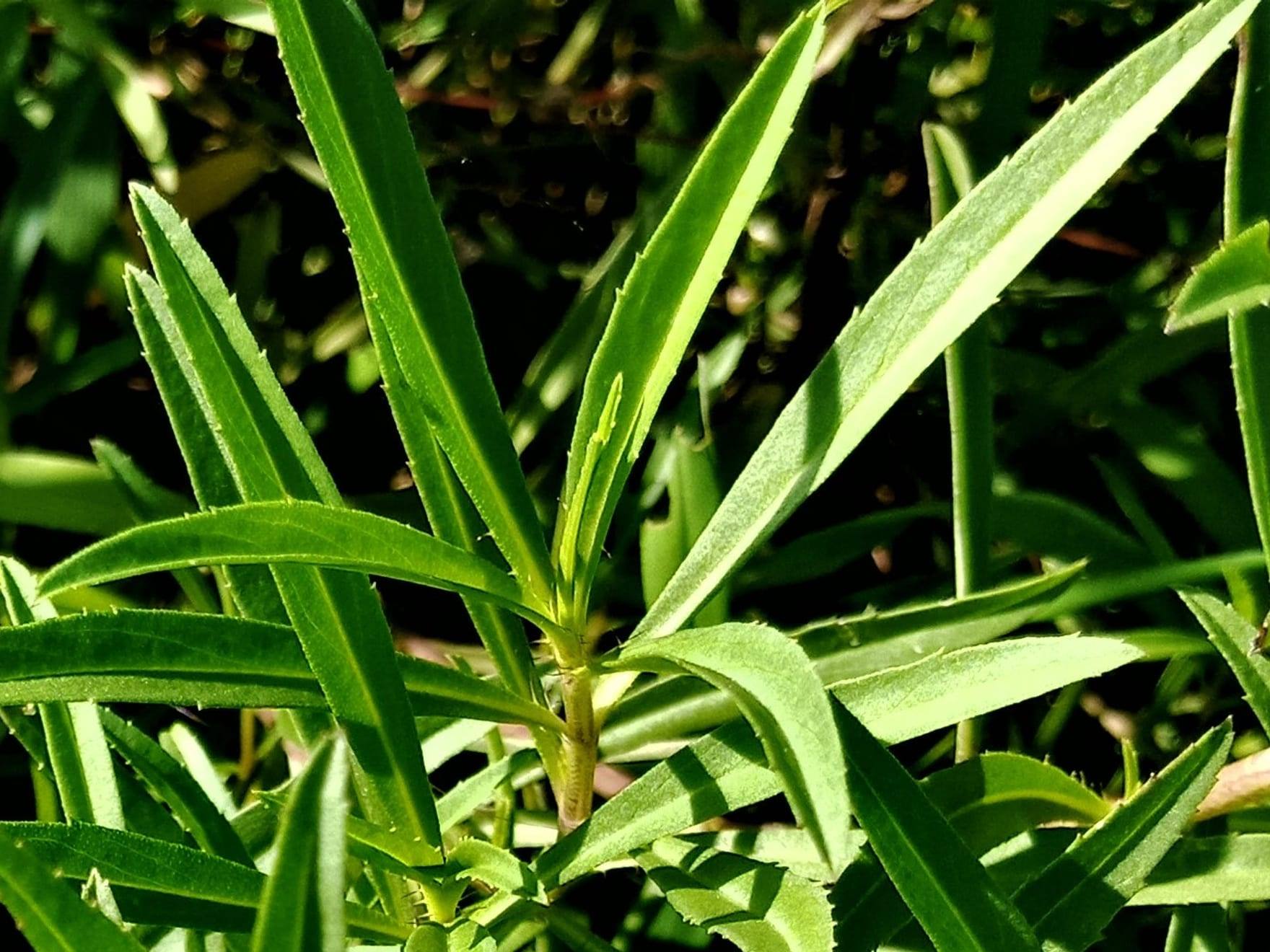 Planta de estragón en cultivo
