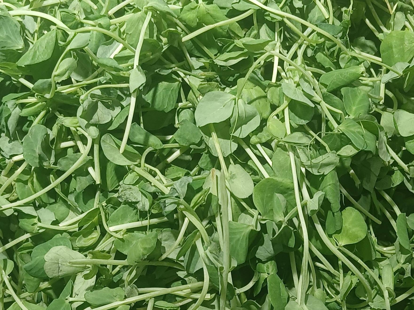 Planta de guisante en cultivo