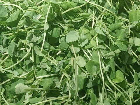 Guisante en cultivo