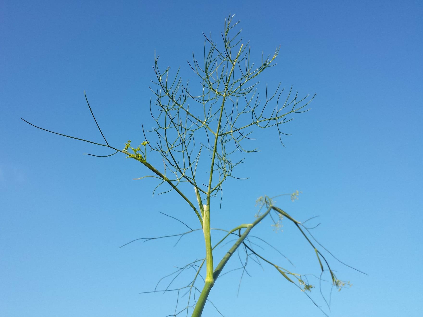 Planta de hinojo en cultivo