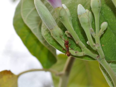 Hormigas sobre una planta