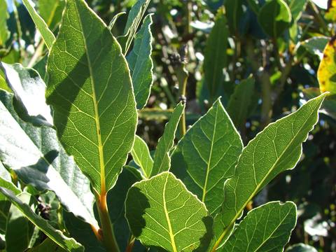 Laurel en cultivo