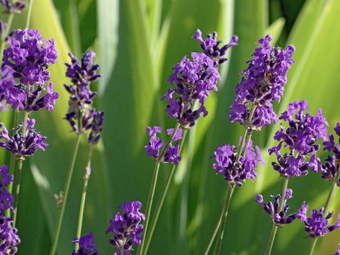 Lavanda en cultivo