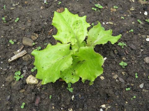 Lechuga en cultivo
