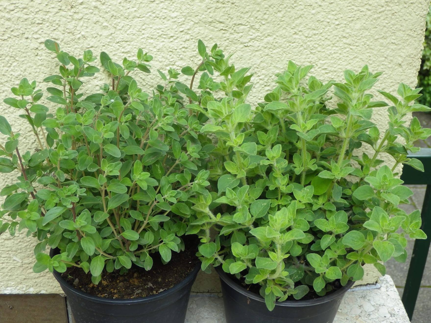 Planta de mejorana en cultivo