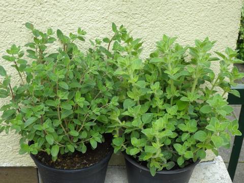 Mejorana en cultivo
