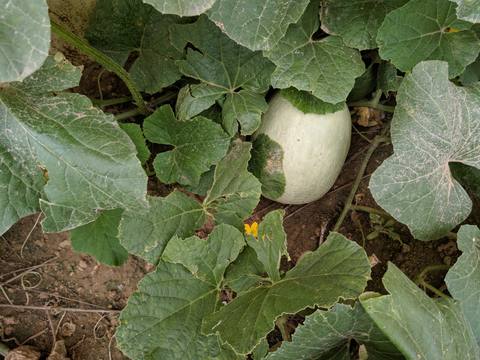 Melón en cultivo