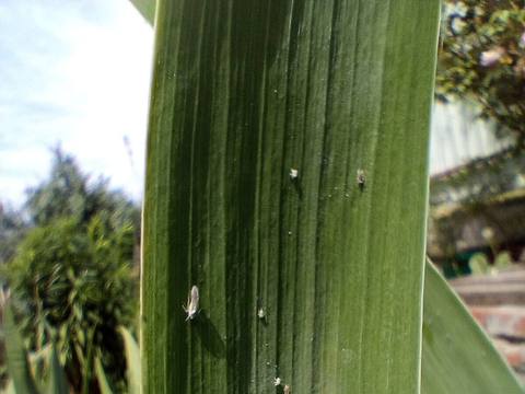 Mosca blanca sobre una planta