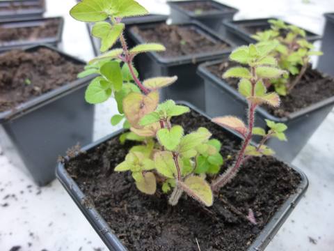 Orégano en cultivo