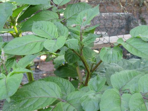 Patata en cultivo