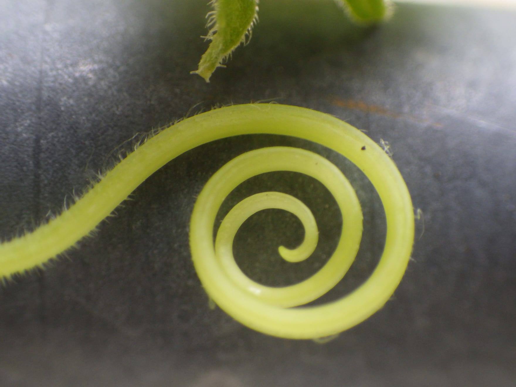 Planta de pepino en cultivo