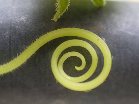 Pepino en cultivo