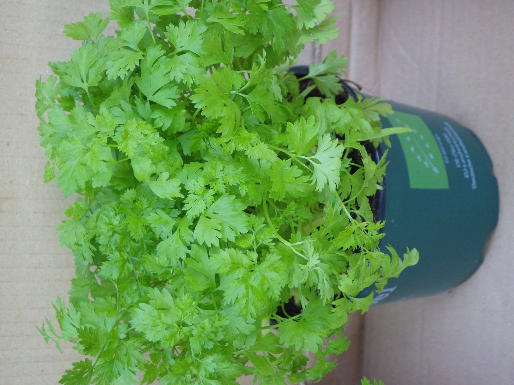 Planta de perifollo en cultivo