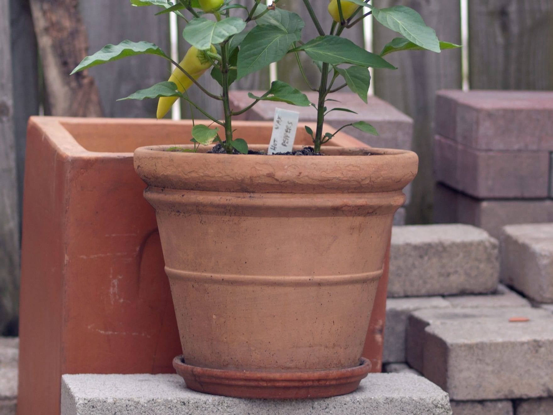 Planta de pimiento en cultivo