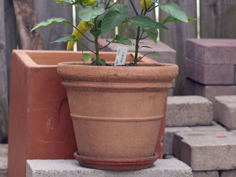Pimiento en cultivo