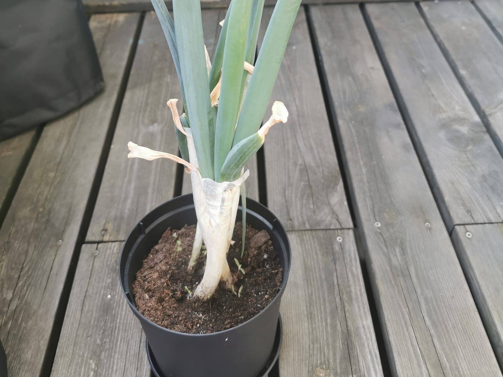 Planta de puerro en cultivo