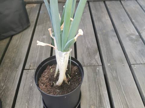 Puerro en cultivo