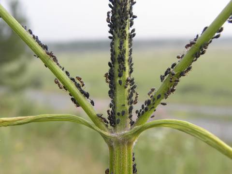 Pulgón sobre una planta