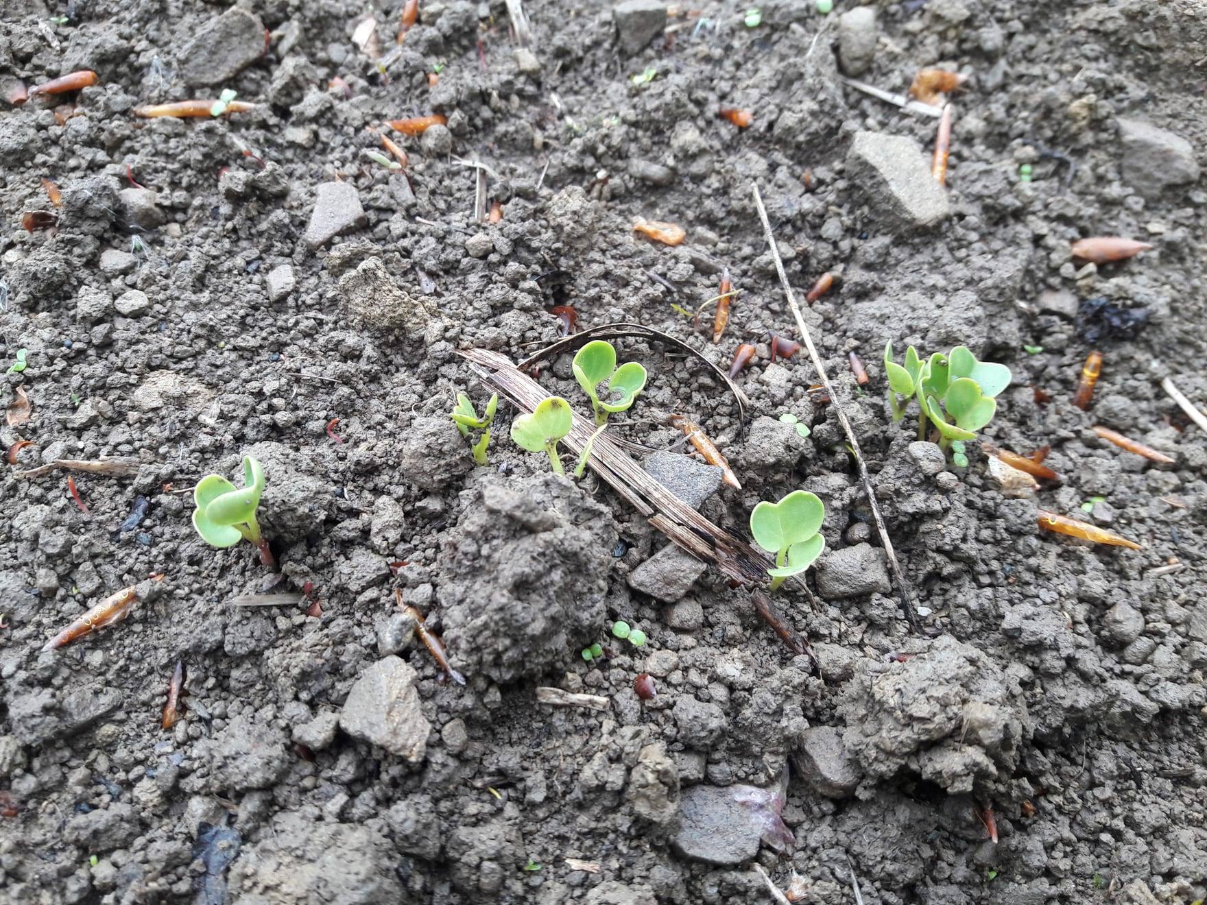 Planta de rábano en cultivo